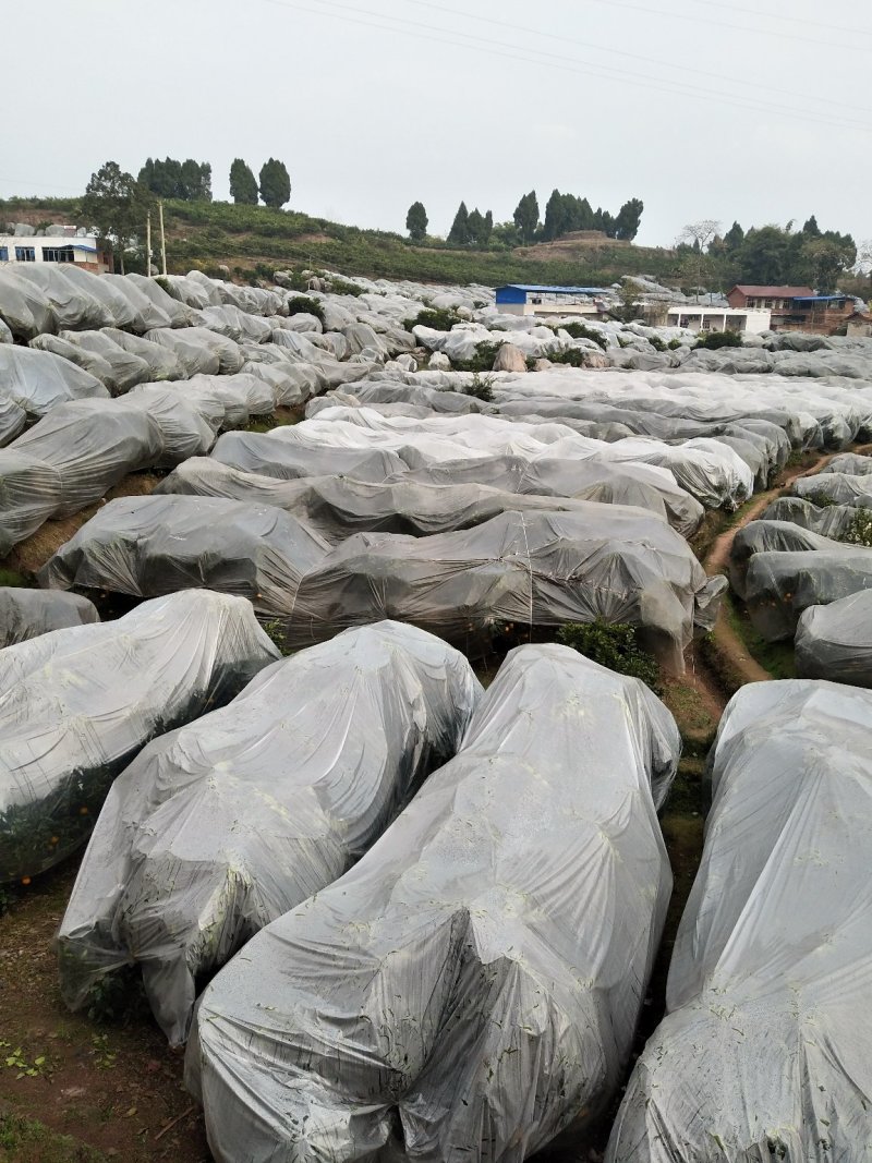 不知火、又名丑八怪，纯甜化渣，肉脆，对接全国批发商及电商