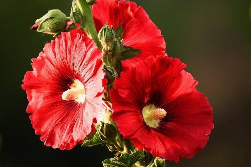 蜀葵种子混色一丈红单瓣重瓣花海庭院多年生四季易活