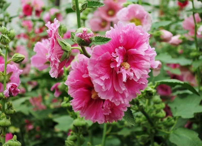 蜀葵种子混色一丈红单瓣重瓣花海庭院多年生四季易活