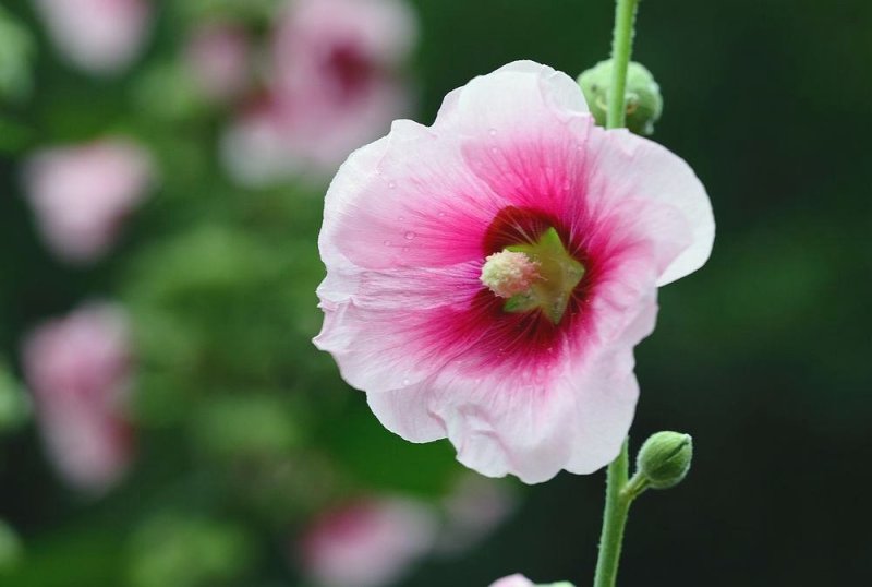 蜀葵种子混色一丈红单瓣重瓣花海庭院多年生四季易活