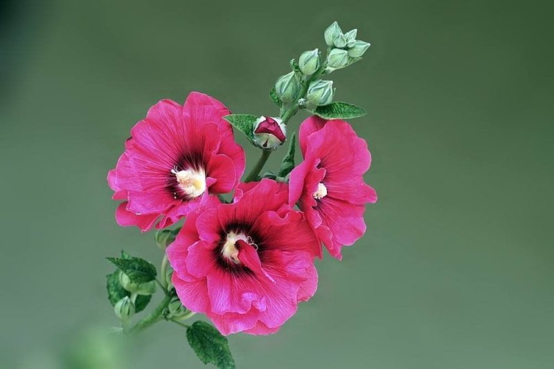 蜀葵种子混色一丈红单瓣重瓣花海庭院多年生四季易活