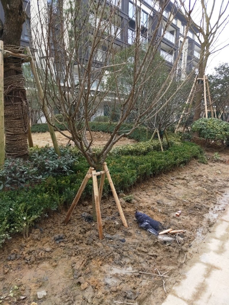 樱花树低价出售10-20公分樱花树，价格优惠。