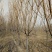 樱花树低价出售10-20公分樱花树，价格优惠。