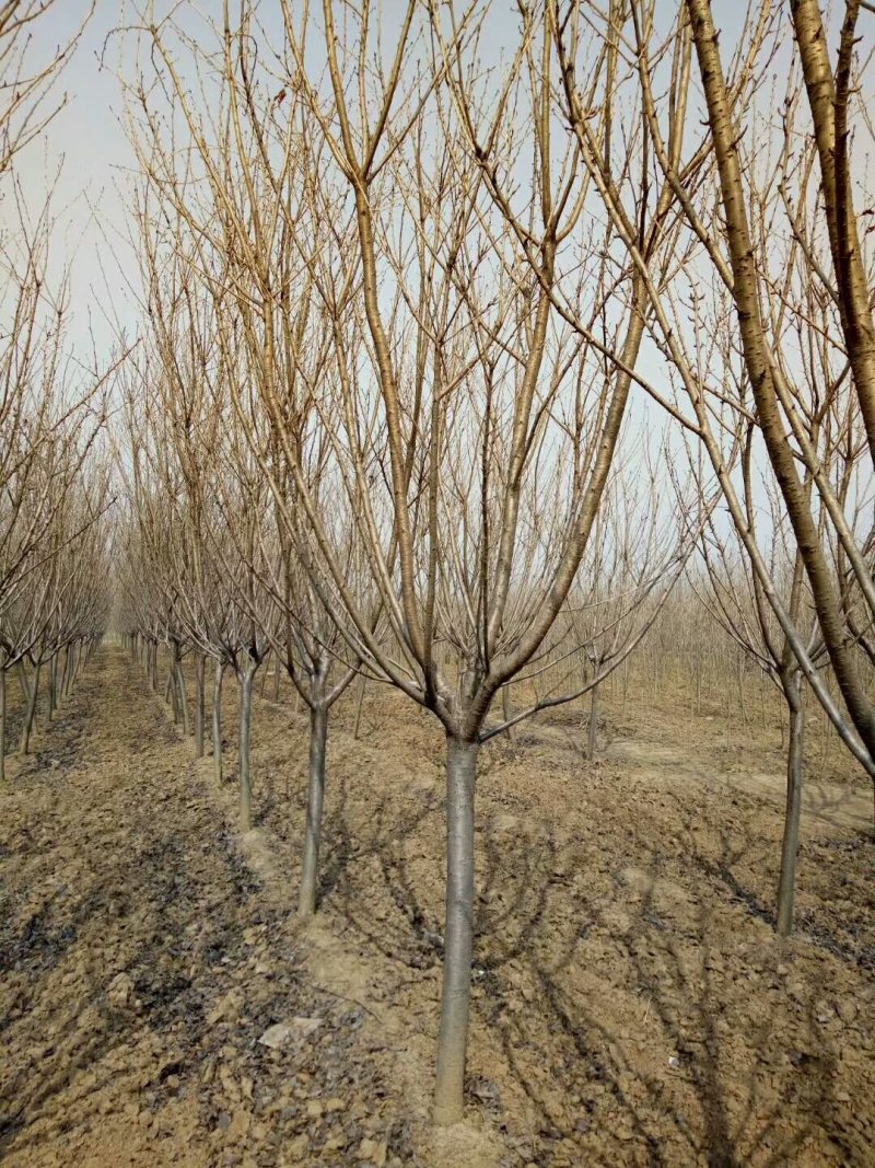 樱花树低价出售10-20公分樱花树，价格优惠。