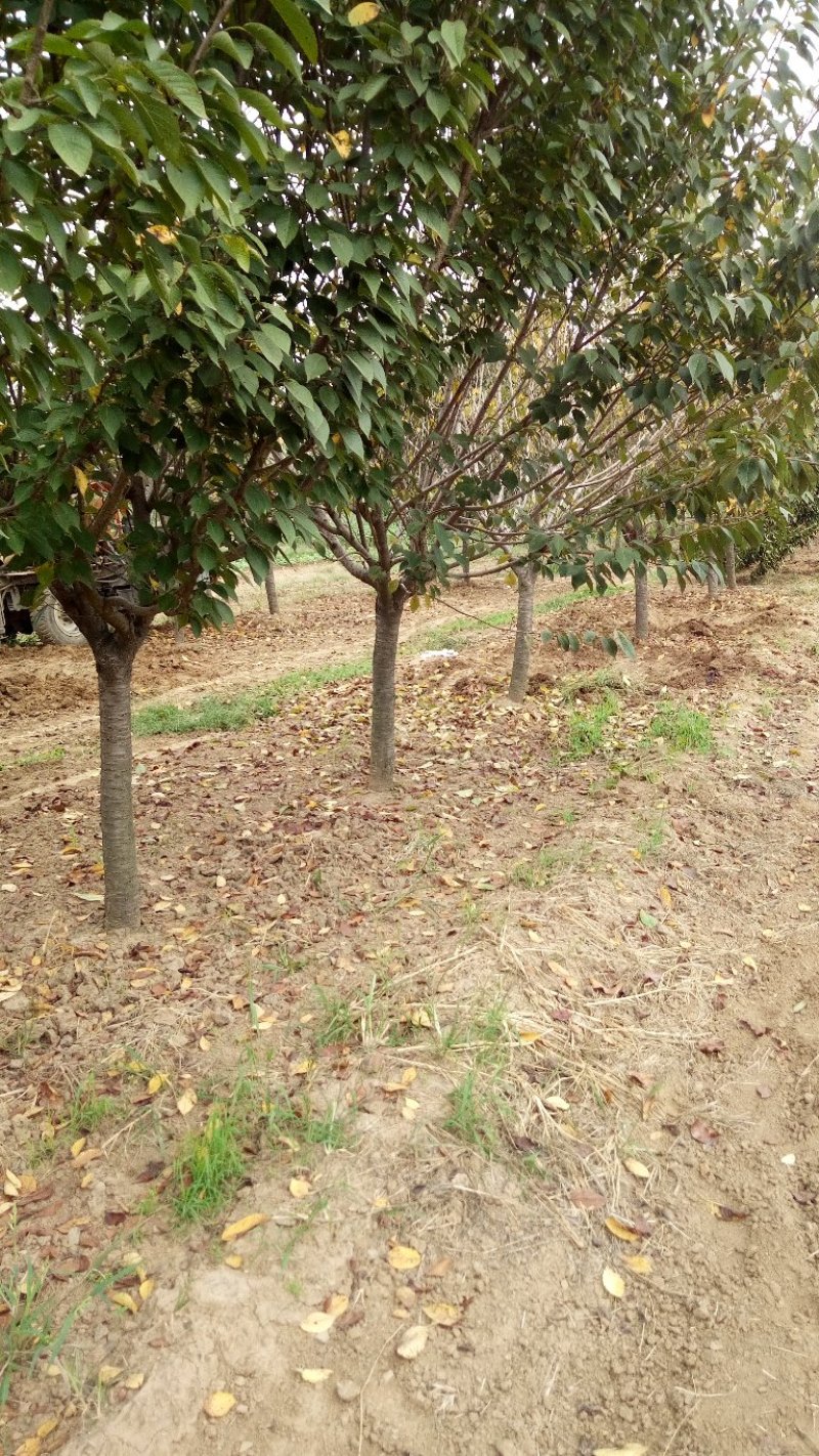 樱花树低价出售10-20公分樱花树，价格优惠。