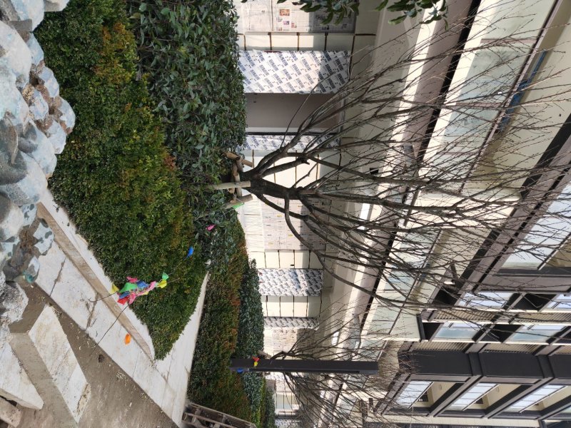 樱花树低价出售10-20公分樱花树，价格优惠。