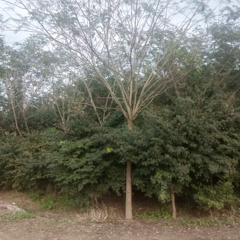 牛大量供应8.-30公分合欢树，绒花树，马缨花，