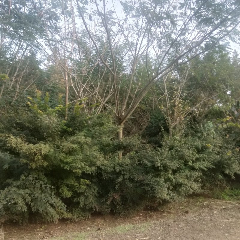牛大量供应8.-30公分合欢树，绒花树，马缨花，