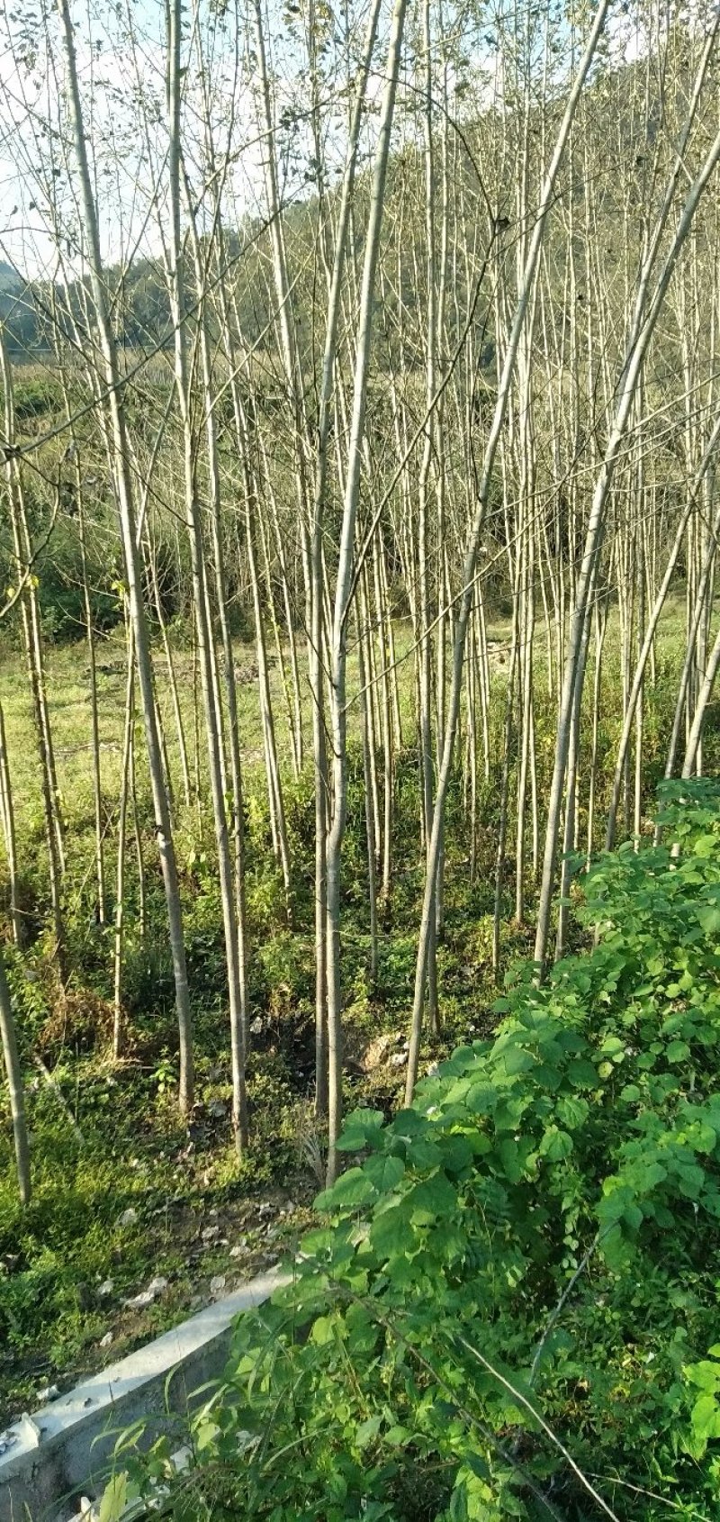 白杨树