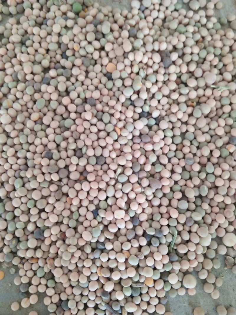 箭舌豌豆大量有货，有需要的老板联系