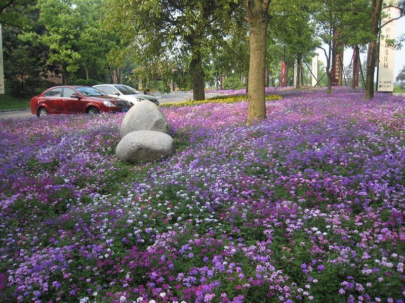 美女樱籽种混色四季易种花海庭院景观美女樱花种子