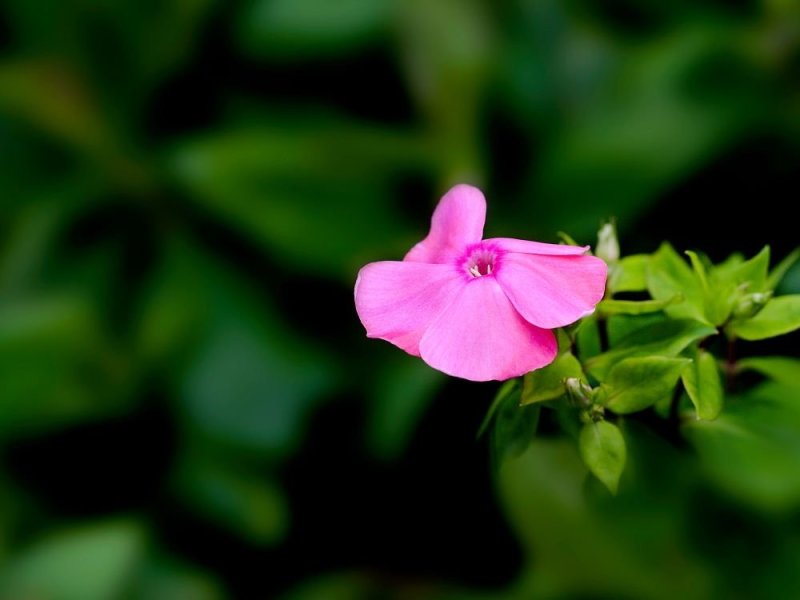 美女樱籽种混色四季易种花海庭院景观美女樱花种子