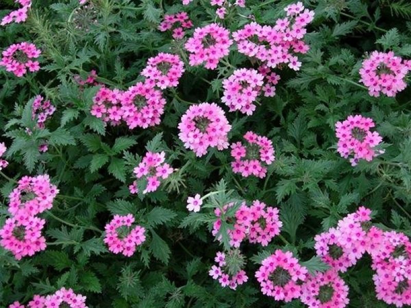 美女樱籽种混色四季易种花海庭院景观美女樱花种子