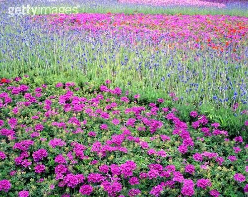 美女樱籽种混色四季易种花海庭院景观美女樱花种子