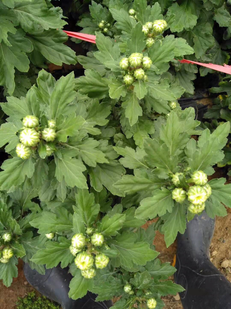 菊花苗金丝皇菊苗婺源菊黄山贡菊精品种苗欢迎选购