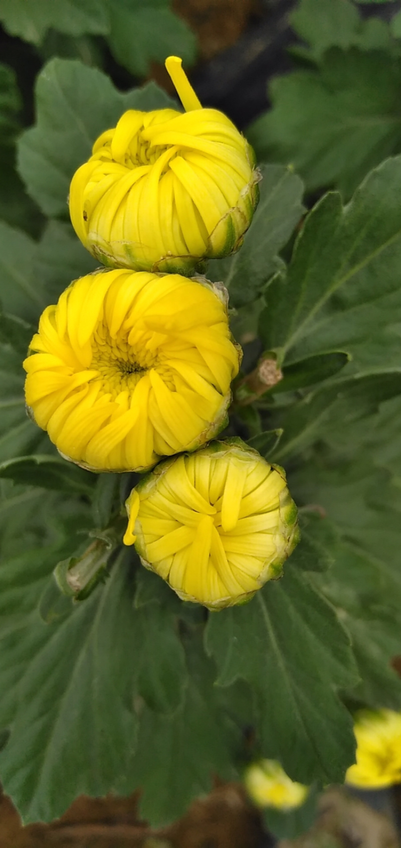 菊花苗金丝皇菊苗婺源菊黄山贡菊精品种苗欢迎选购