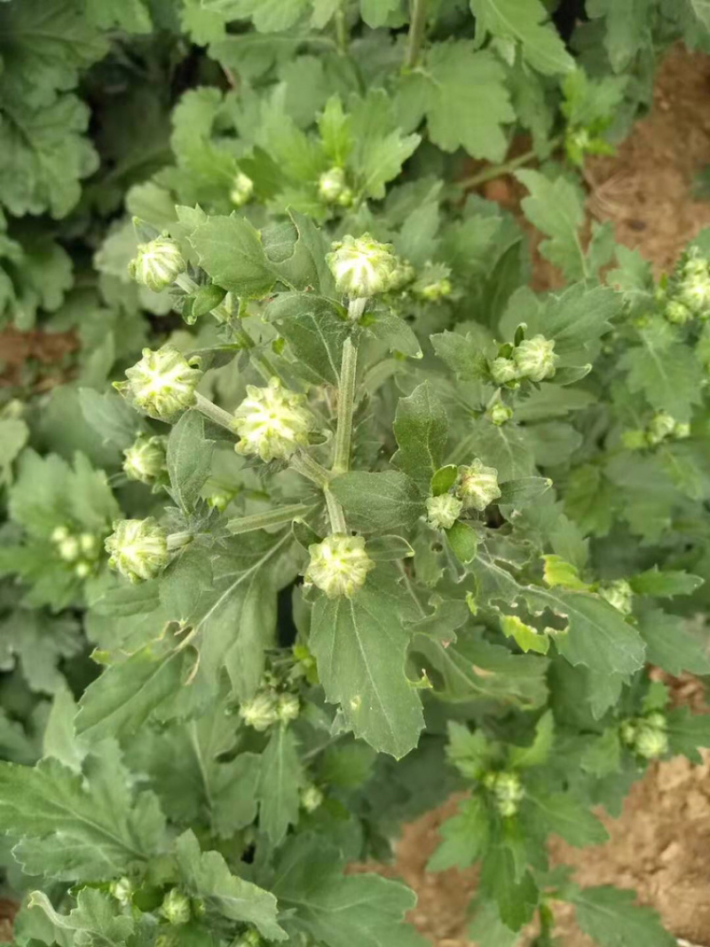 菊花苗金丝皇菊苗婺源菊黄山贡菊精品种苗欢迎选购