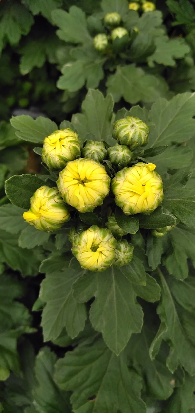 菊花苗金丝皇菊苗婺源菊黄山贡菊精品种苗欢迎选购
