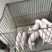 内三元仔猪