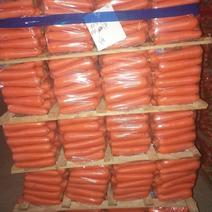 三红水洗胡萝卜量大从优精挑细选欢迎全国各地老板选购