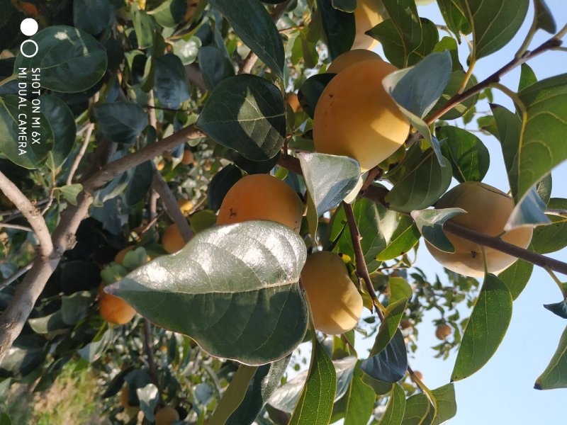 阳丰脆甜鲜杮
