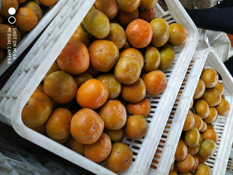 阳丰脆甜鲜杮