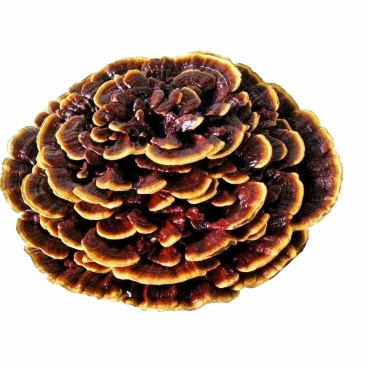 红灵芝巨型灵芝灵芝摆件