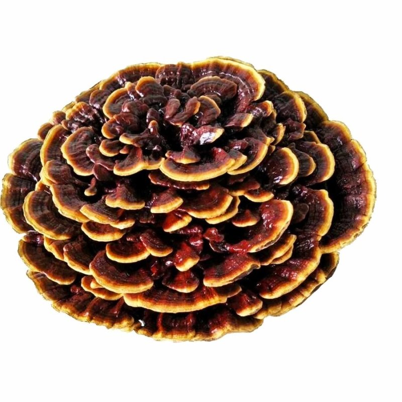 红灵芝巨型灵芝灵芝摆件
