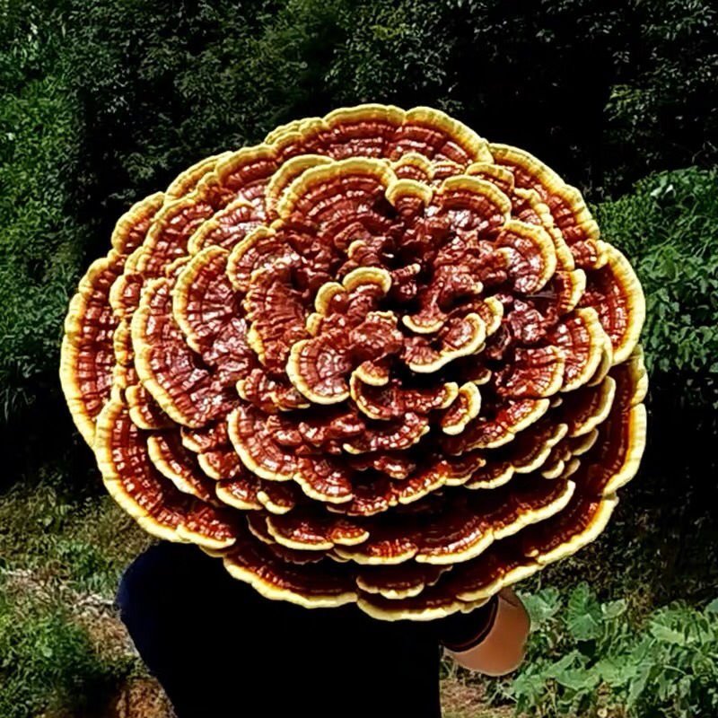 红灵芝巨型灵芝灵芝摆件