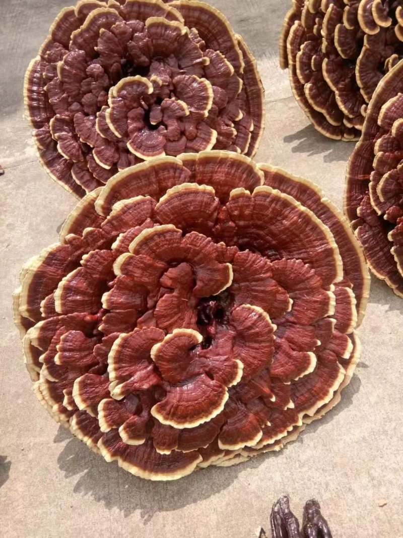 红灵芝巨型灵芝灵芝摆件