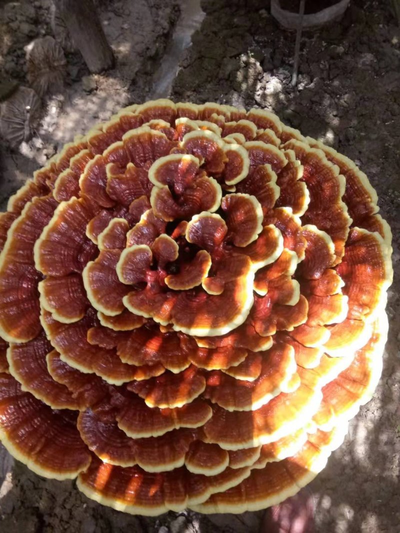 红灵芝巨型灵芝灵芝摆件