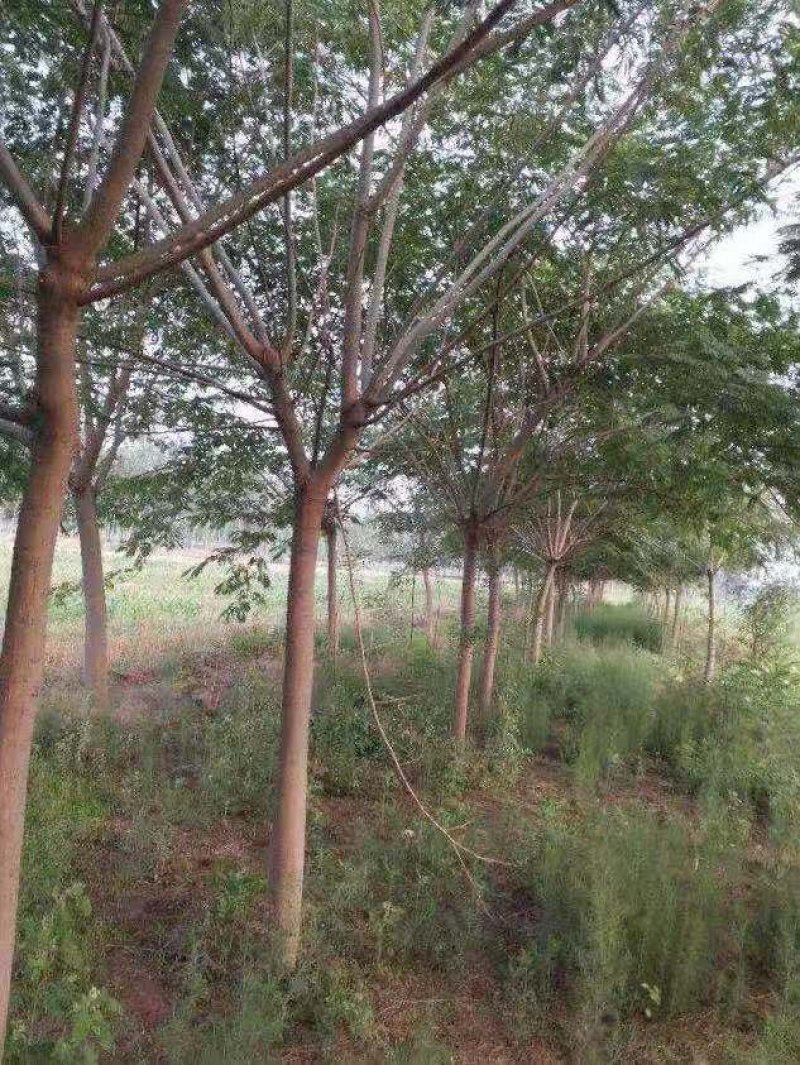 邳州市15公分合欢精品