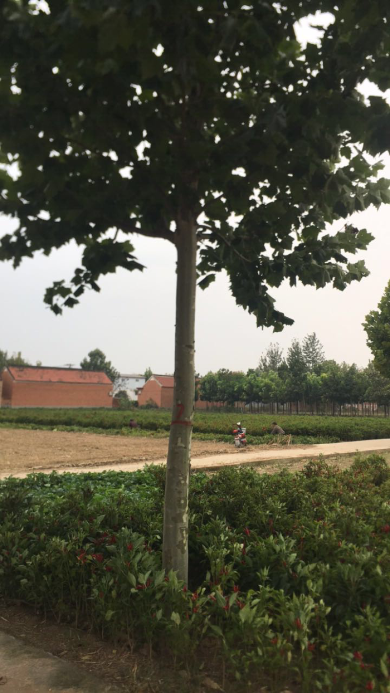法桐