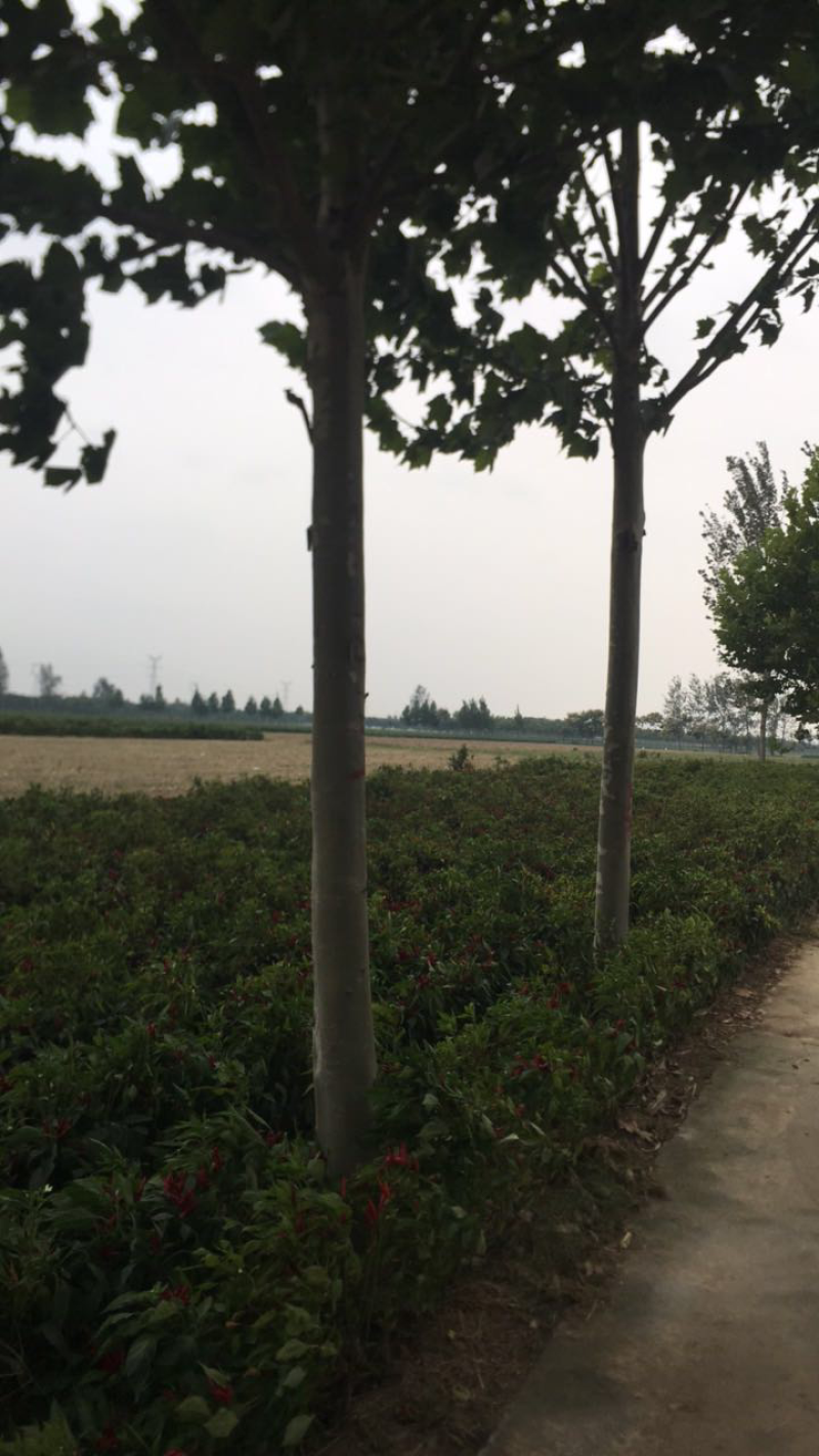 法桐