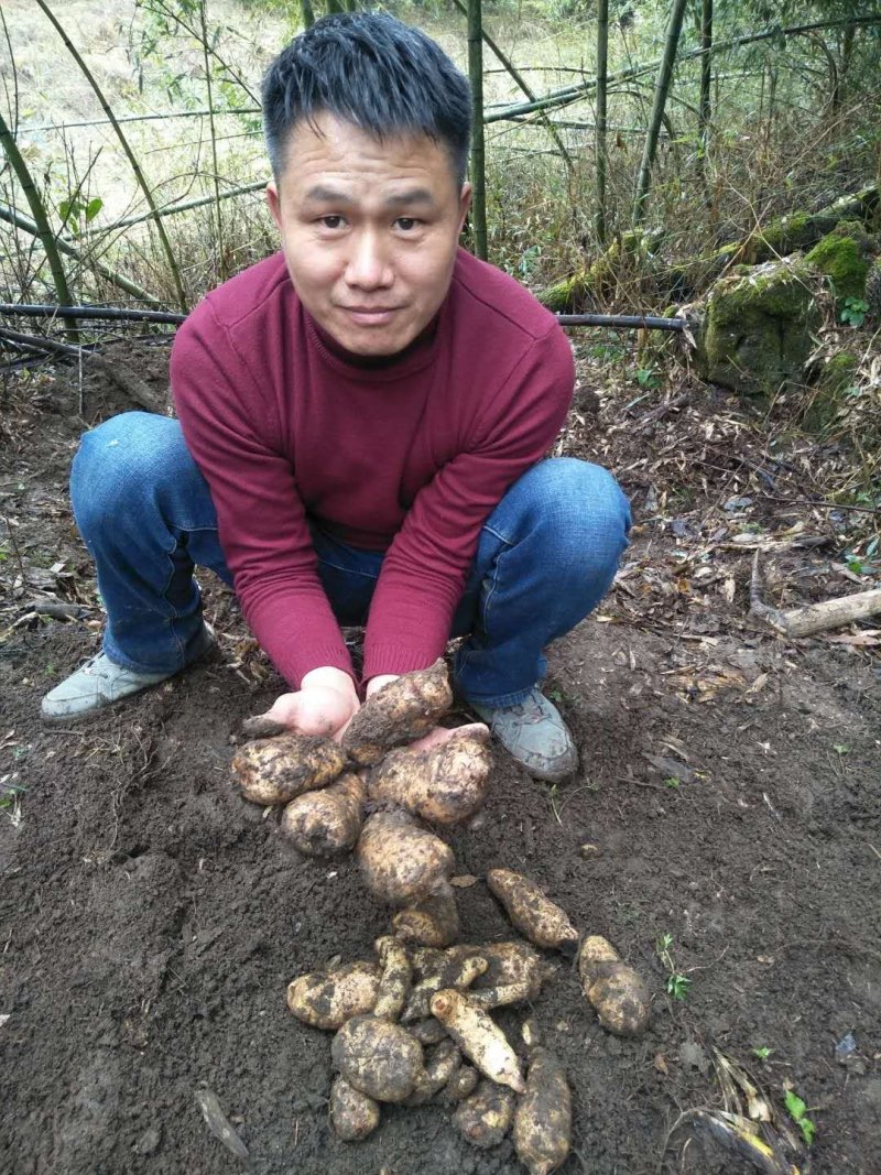 贵州贵定林下仿野生天麻