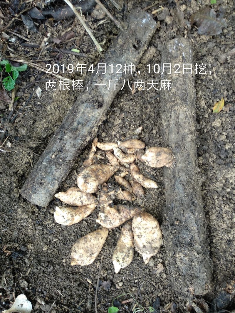 贵州贵定林下仿野生天麻