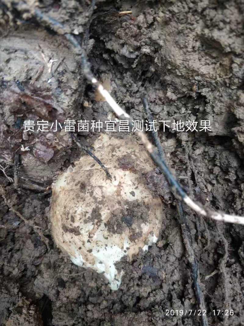贵州贵定林下仿野生天麻