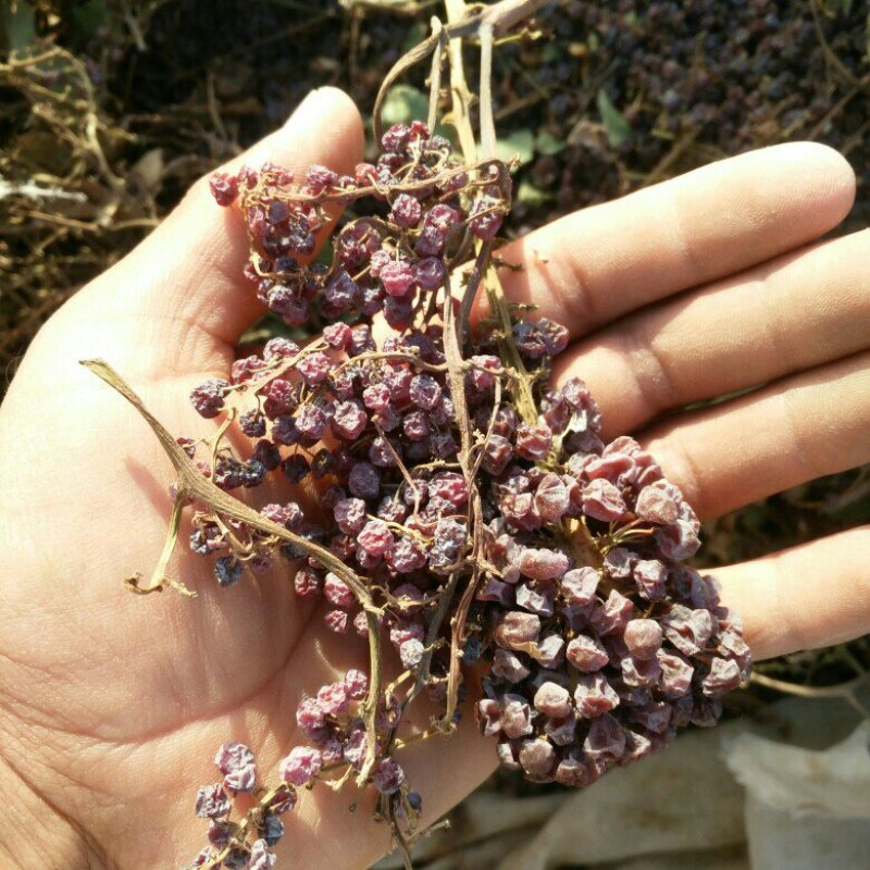 锁锁葡萄干空运快递都可以发，药用价值很高。