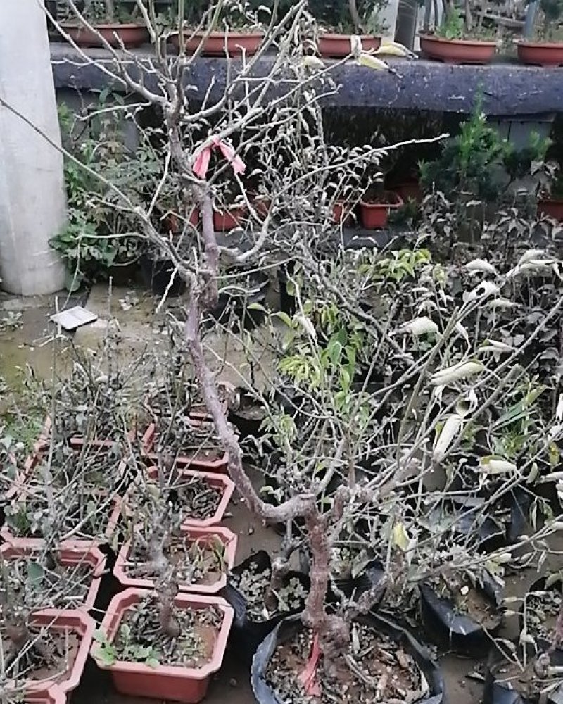 游龙梅花，游龙梅，红梅盆景，梅花盆栽盆景