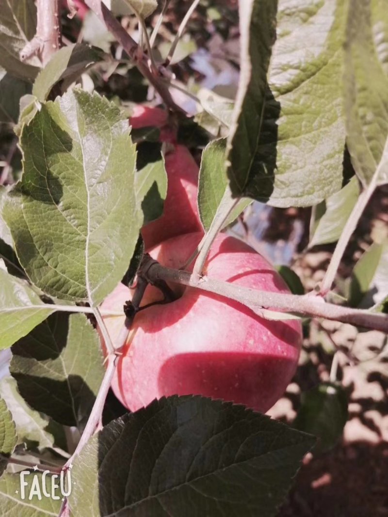苹果