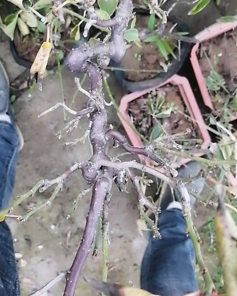 游龙梅花，游龙梅，红梅盆景，梅花盆栽盆景