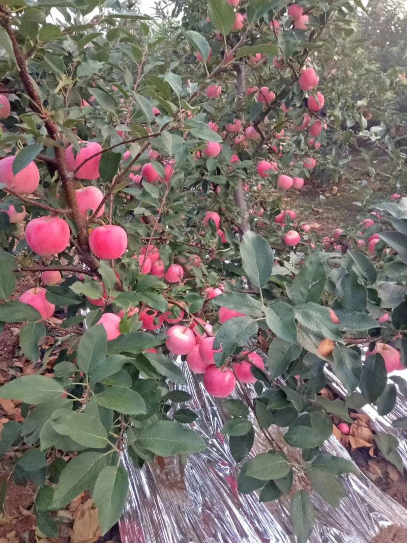 苹果成熟旺季，商客快来预定吧