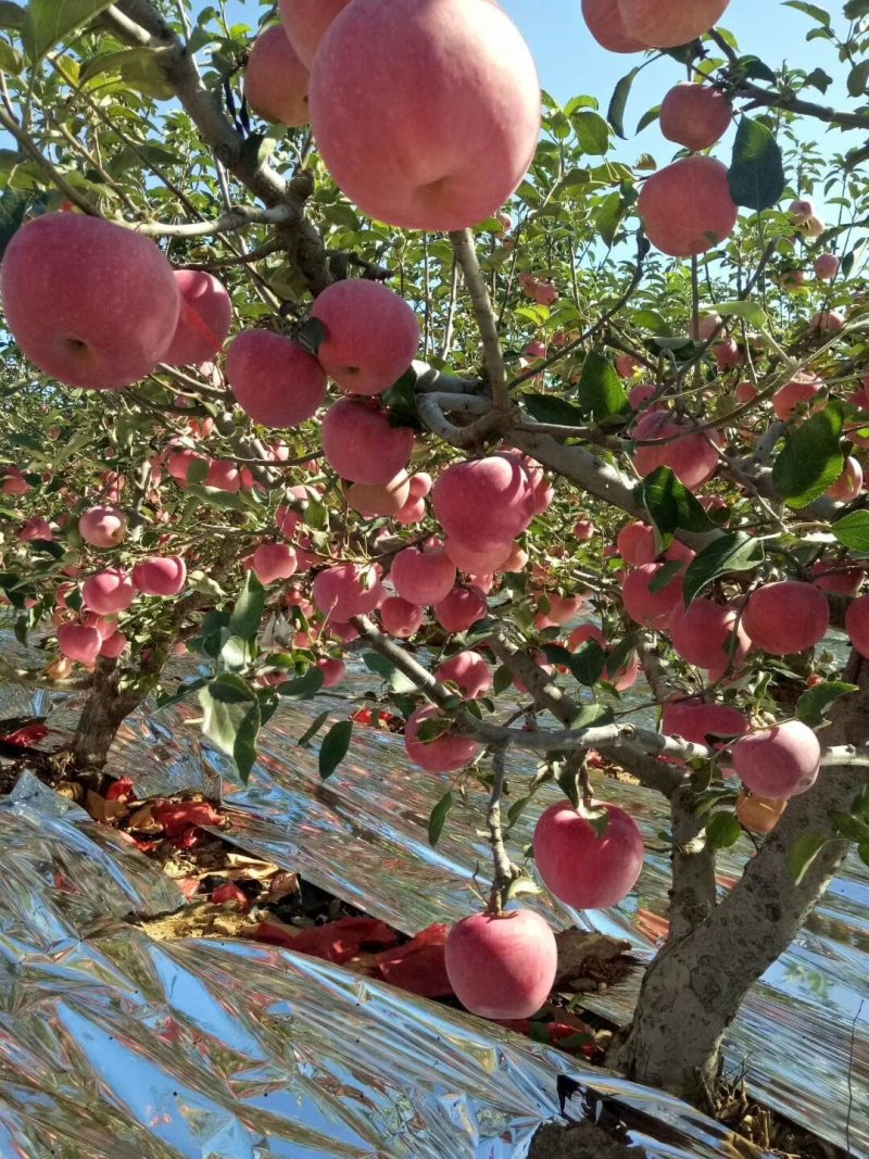 黄元帅苹果