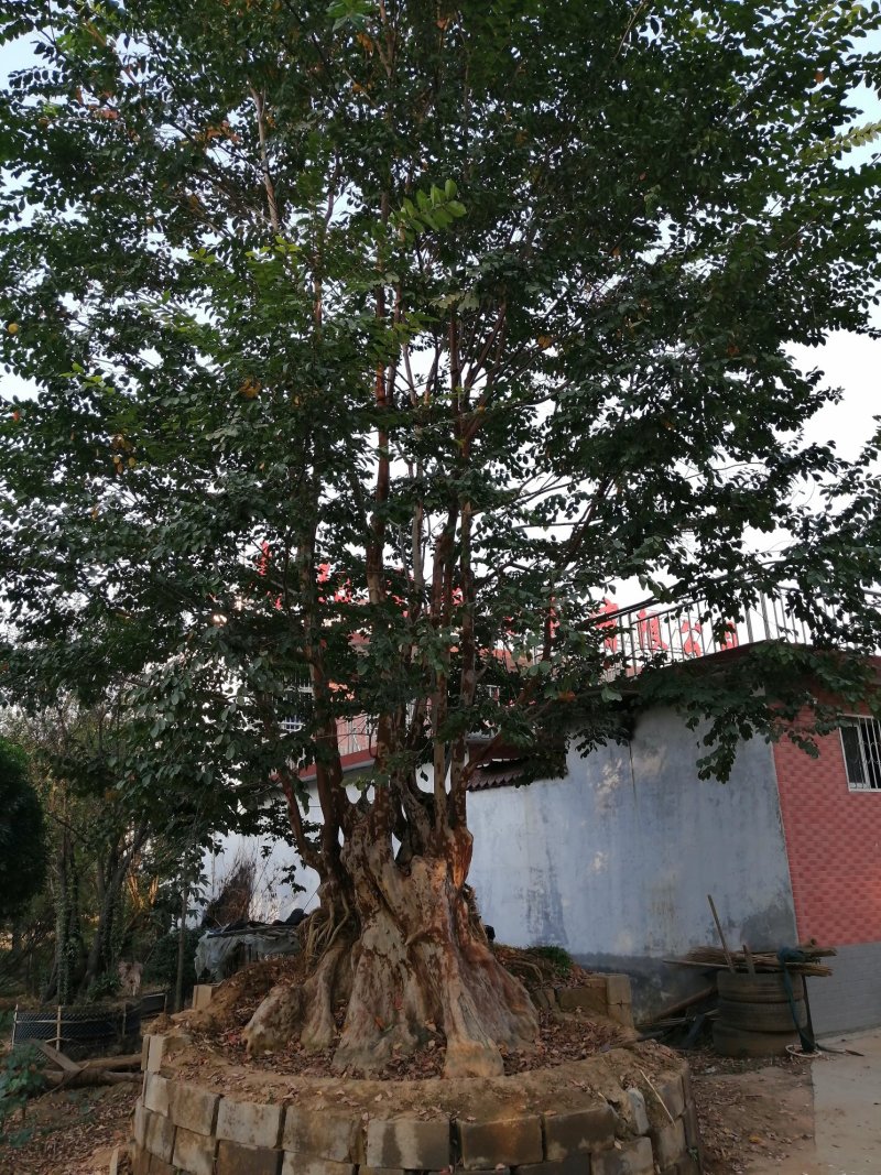 桂花