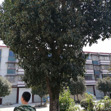 桂花