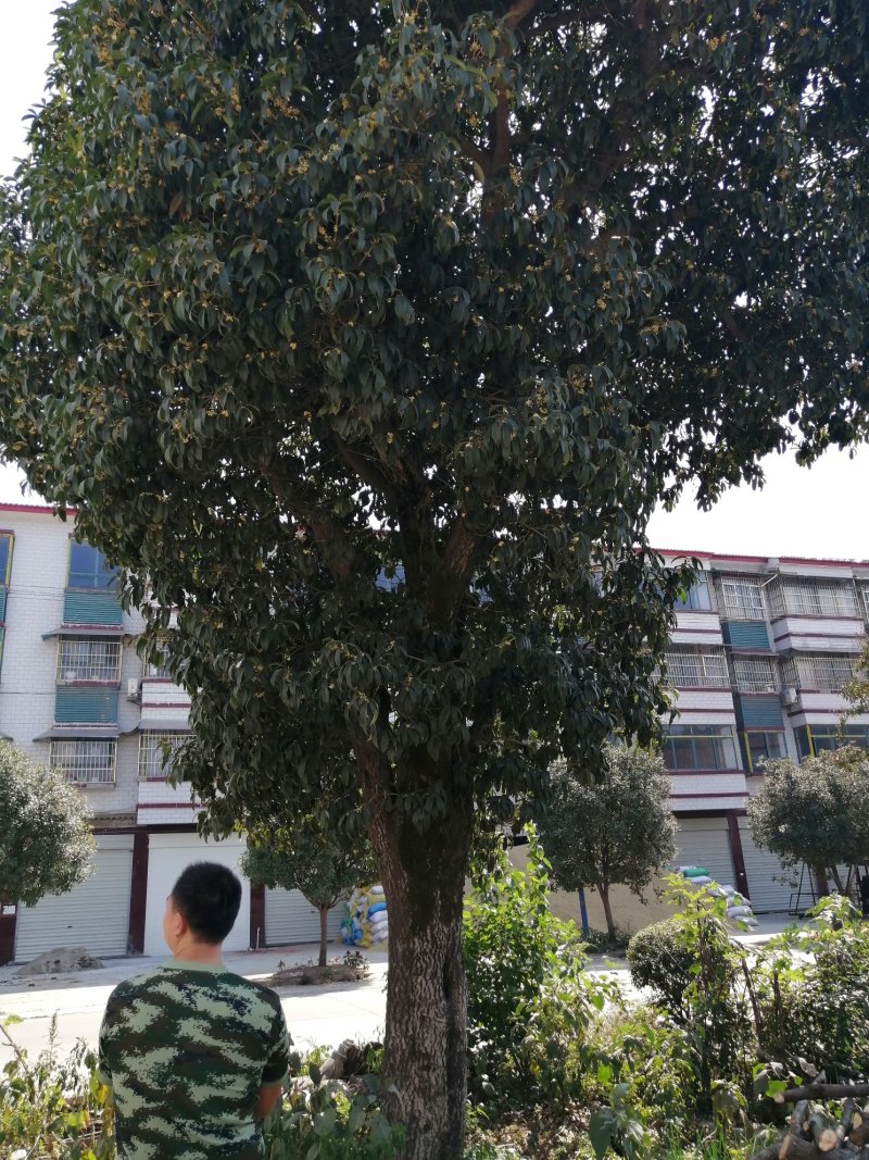 桂花