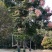 桂花