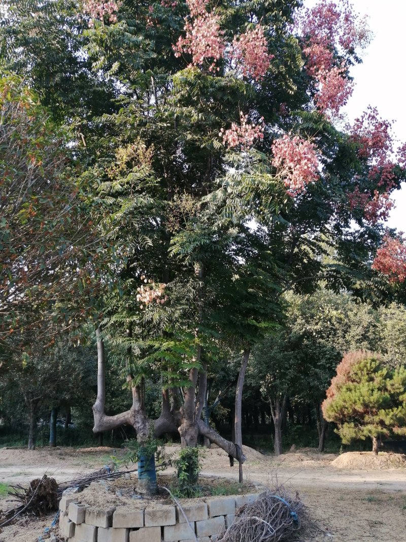 桂花