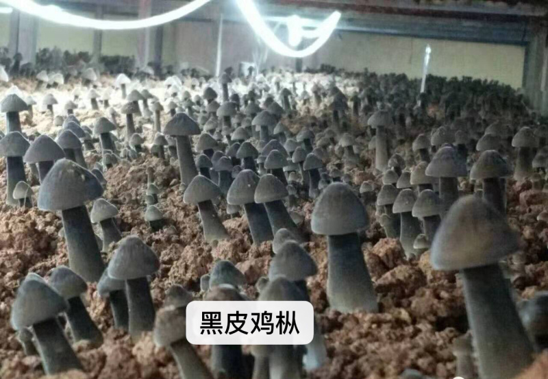 黑皮鸡枞菌棒，黑皮鸡枞菌种，贵州丰源菌种