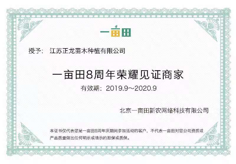 红叶小檗精品小苗10公分-大苗50公分